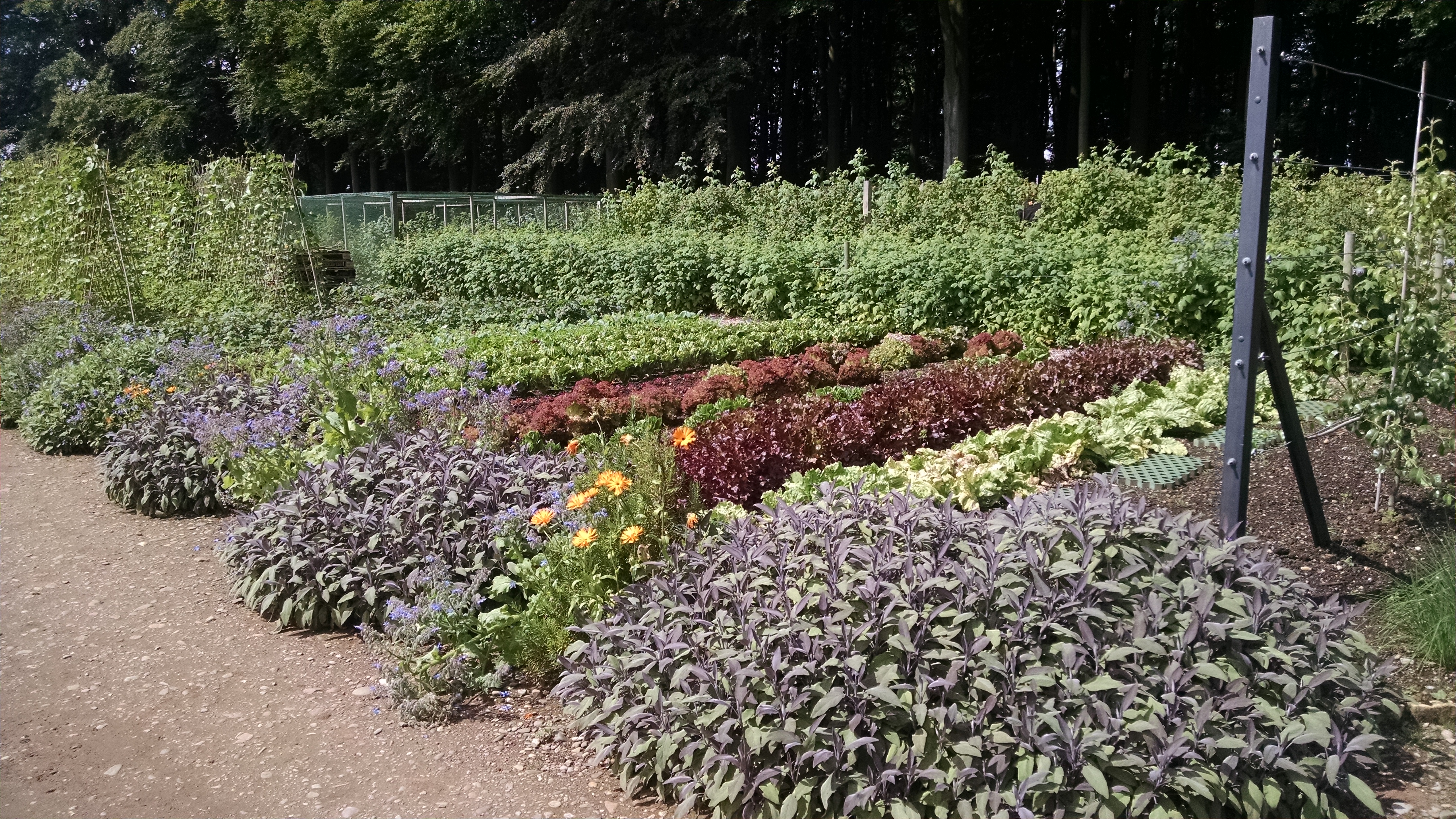 Rows of vegetables